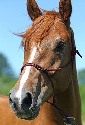 happy horse